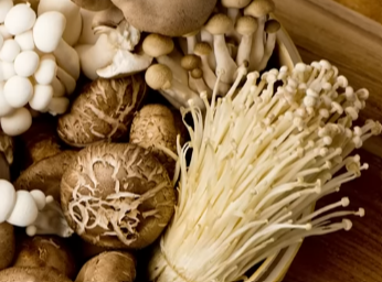 버섯