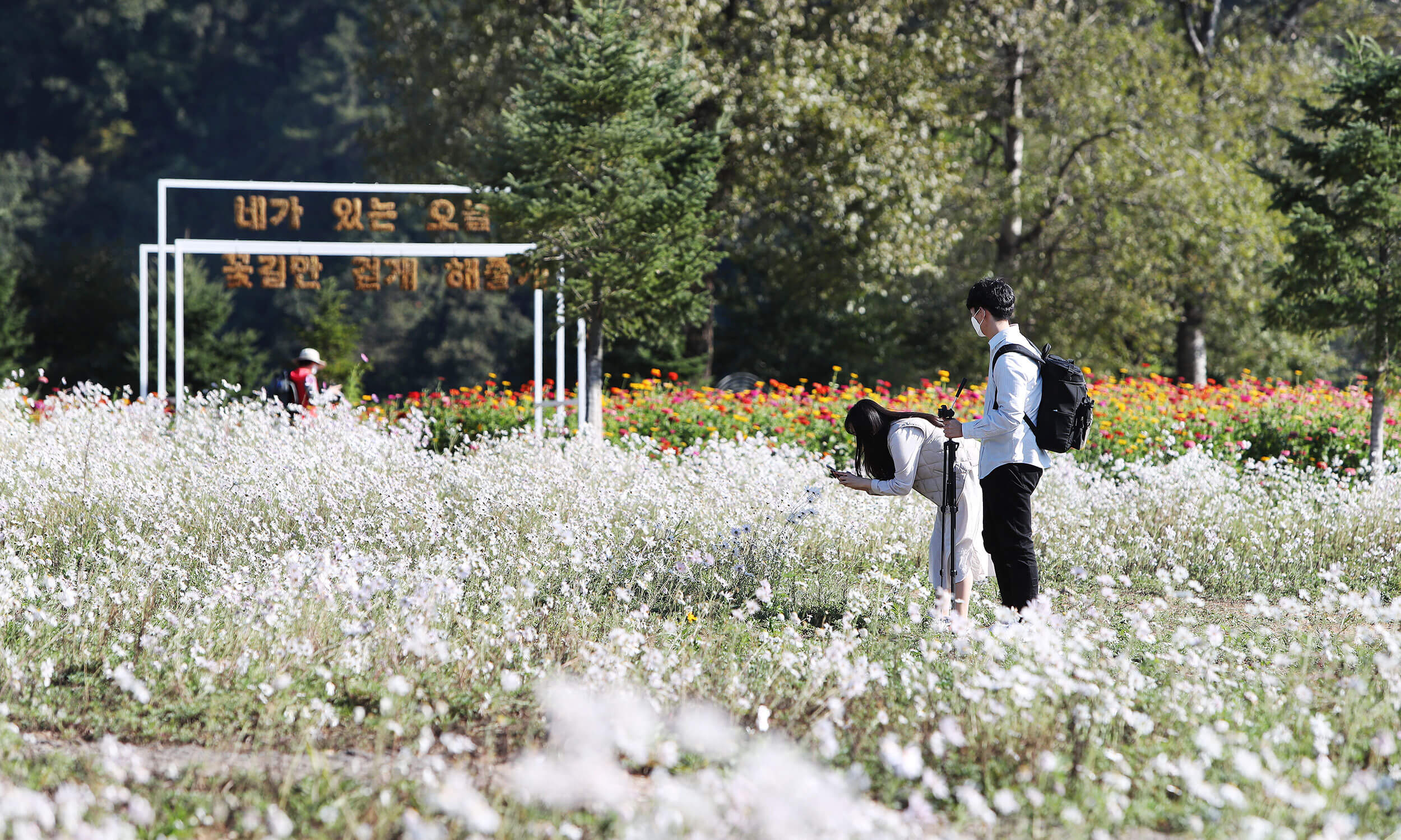 가평 자라섬 꽃축제 꽃 페스타
