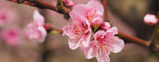 2025 진해 군항제 일정 및 벚꽃 축제