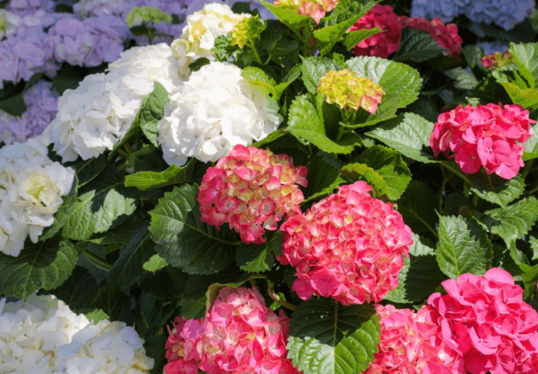 휴애리수국축제