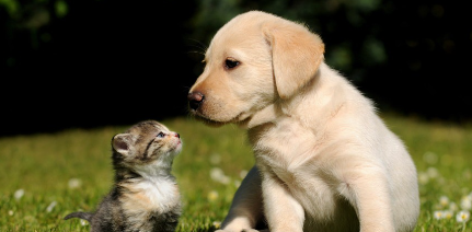 개와 새끼 고양이.