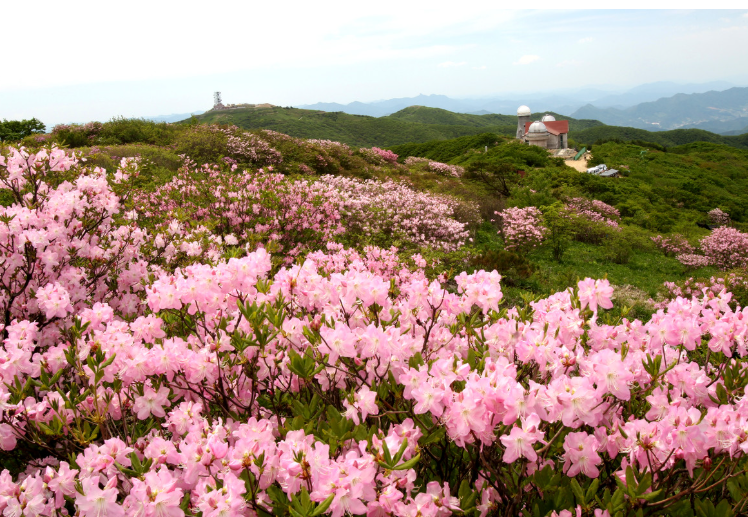 소백산 철쭉 개화시기
