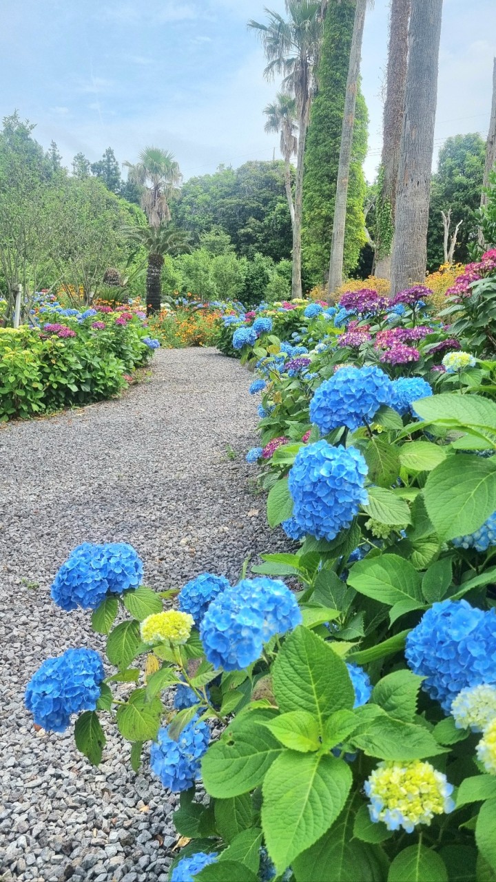 소인국테마파크 수국