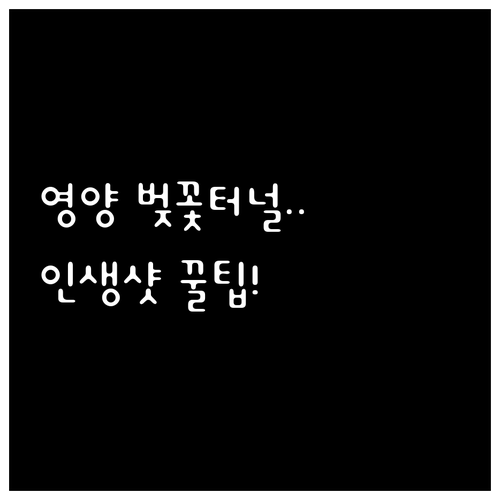 영양군 벚꽃 터널 드라이브 코스 및 ..