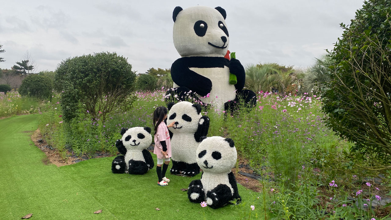태안 가을꽃박람회에서 팬더 가족 토피어리가 귀엽게 포즈를 하고 있다.