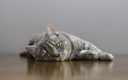 누워있는 고양이.