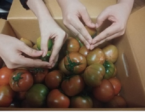 6시내고향-대저토마토