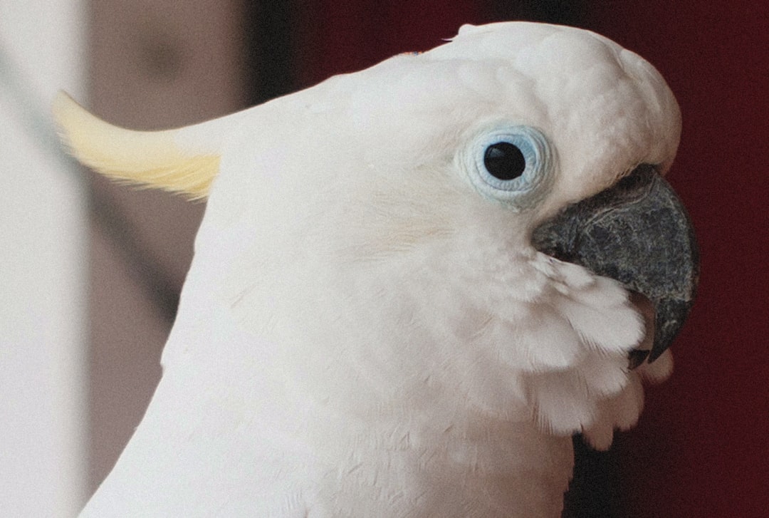 Puffa
