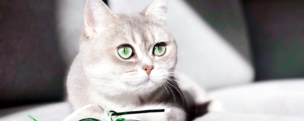 고양이 만지는 법 14