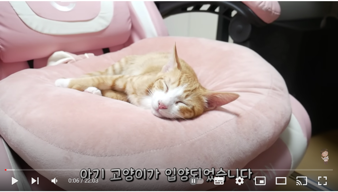 페럿이 사는 집에 입양된 아기 고양이의 합사과정 모아보기!