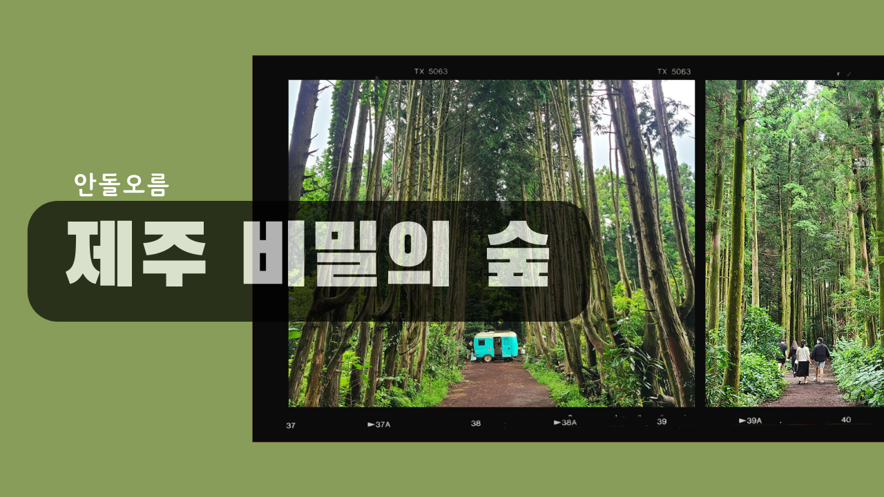 제주 비밀의 숲 동쪽 안돌오름 제주 핫플 이국적인 포토존