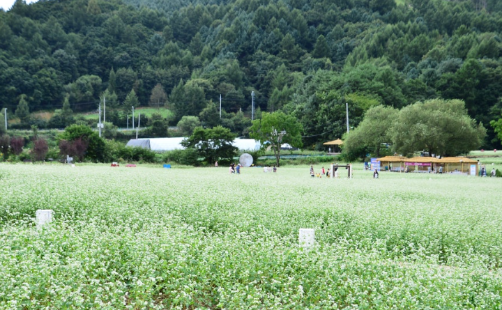 봉평 효석문화마을 메밀꽃