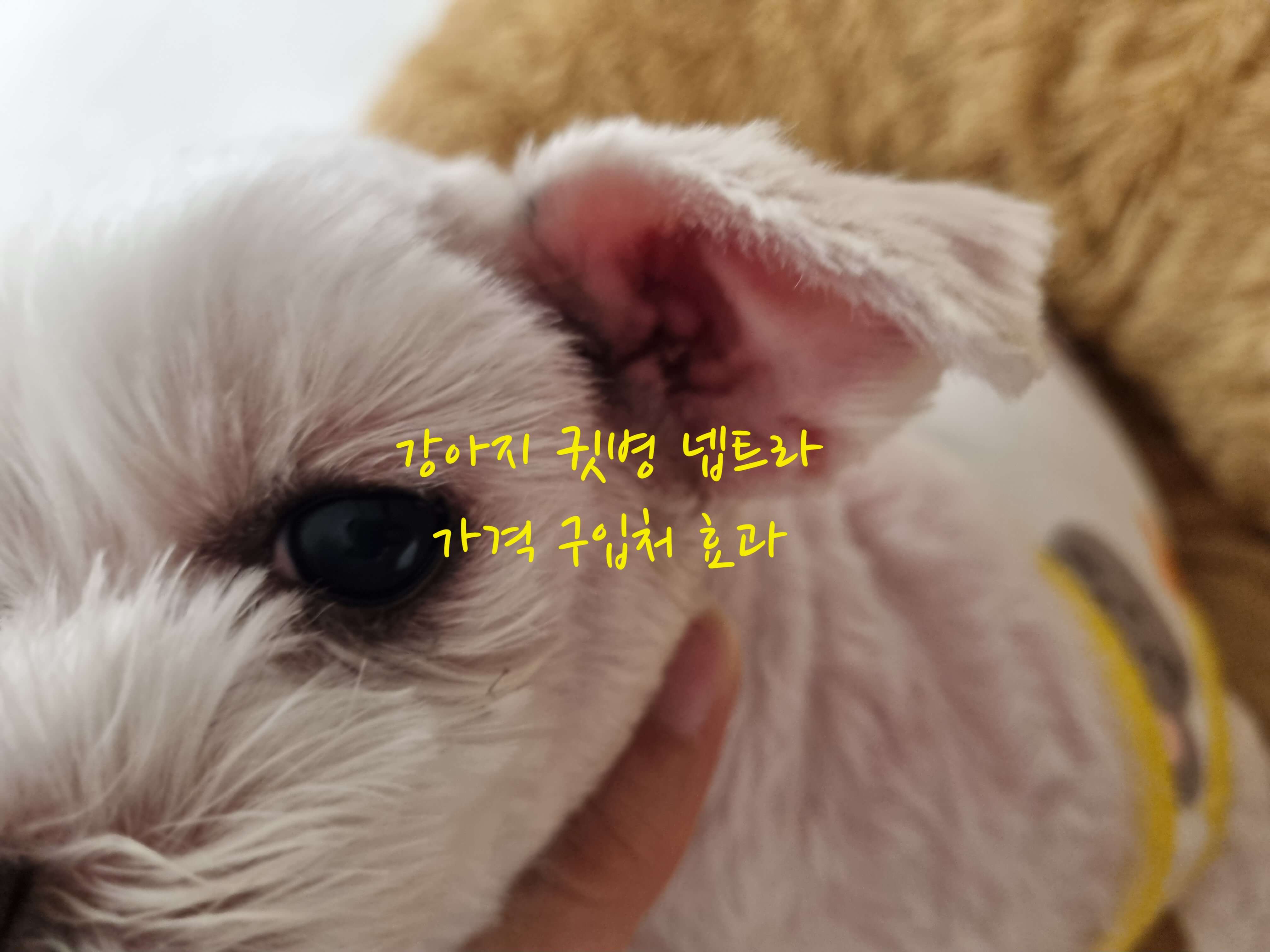넵트라 구입처