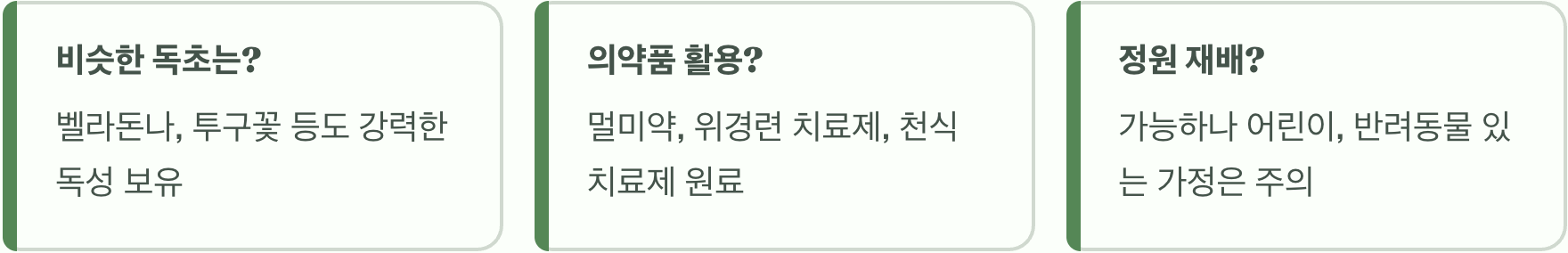 약초 흰독말풀(만다라) 효능, 천식과 통증에 정말 좋을까?