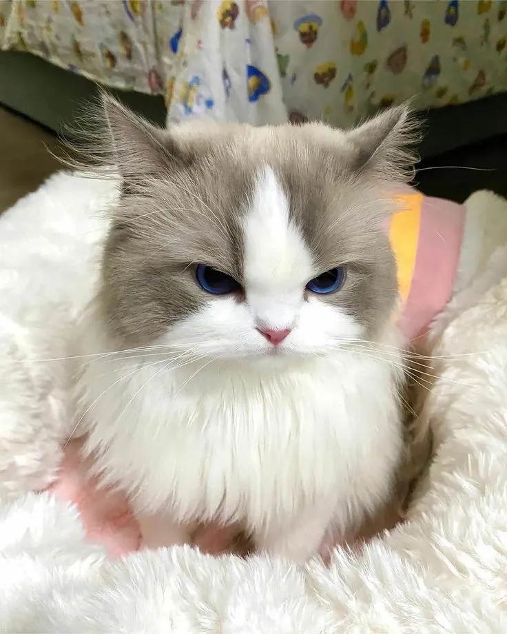 렉돌-털빠짐