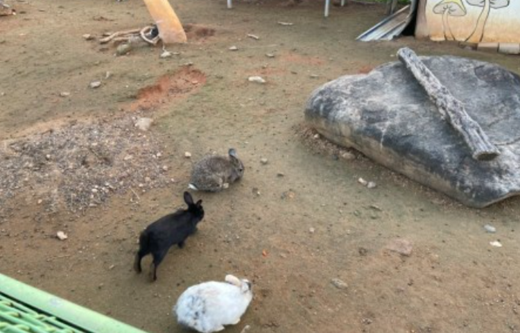 곡성 기차마을