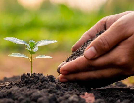 러브버그 수명, 성충과 유충의 생애 정리