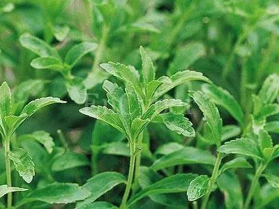 스테비아 재배 삽목 요령 단맛 유지 잎 건조_1