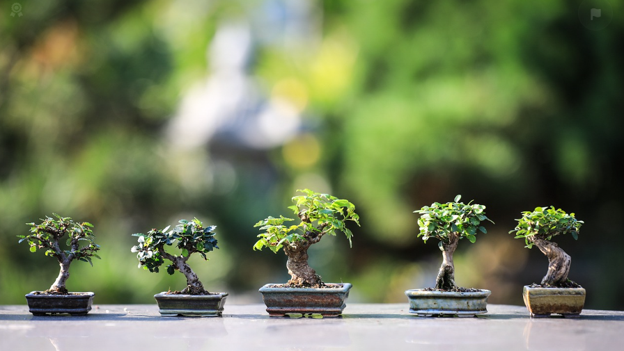 요즘 인기있는 정원수 나무에 대한 이미지