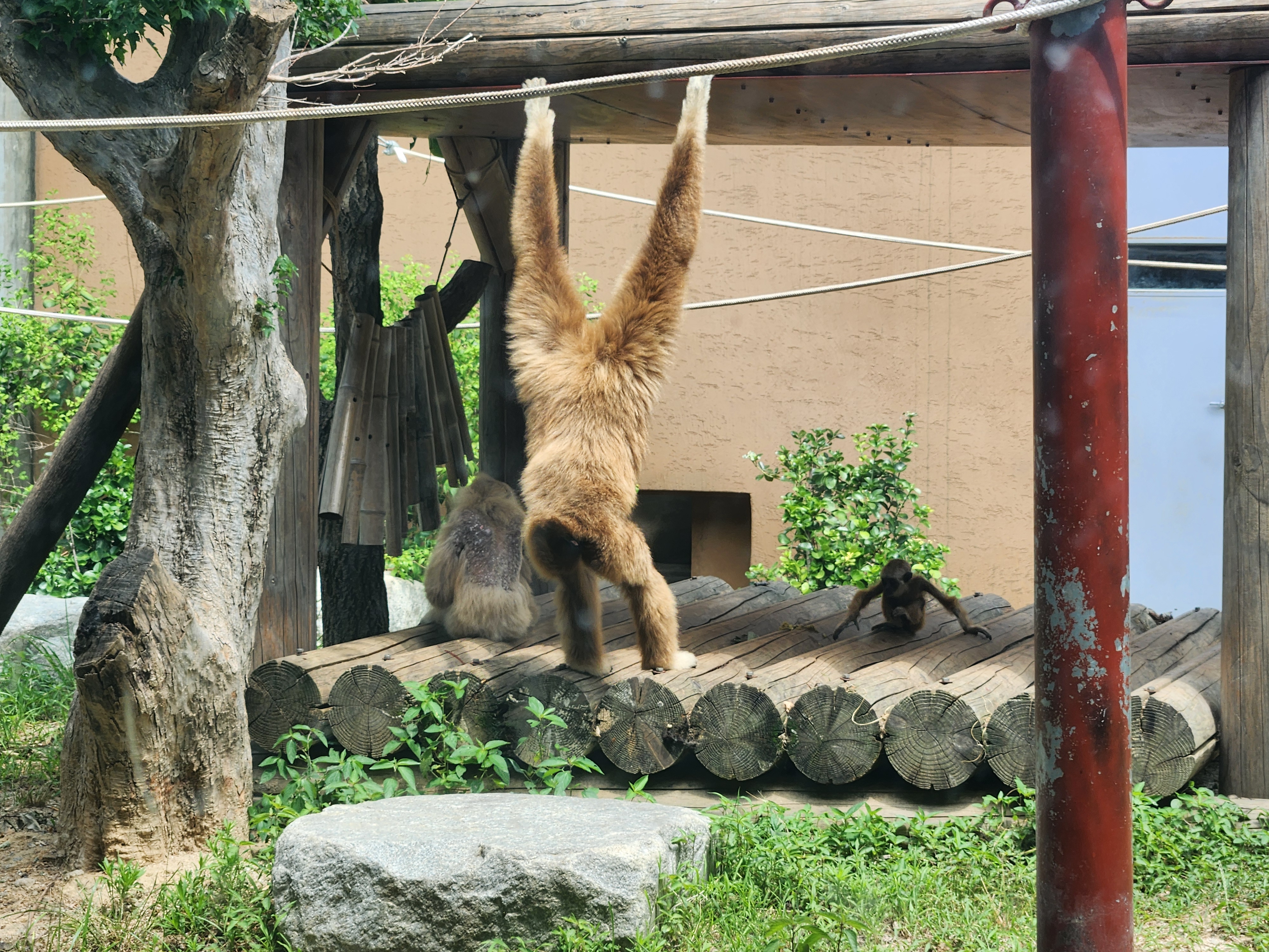 흰손긴팔원숭이