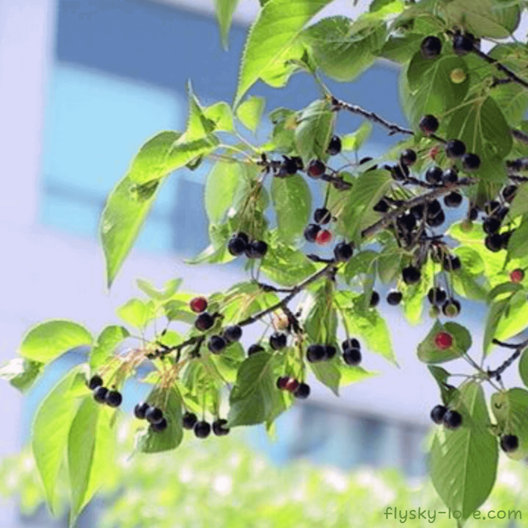 벚나무 열매 버찌