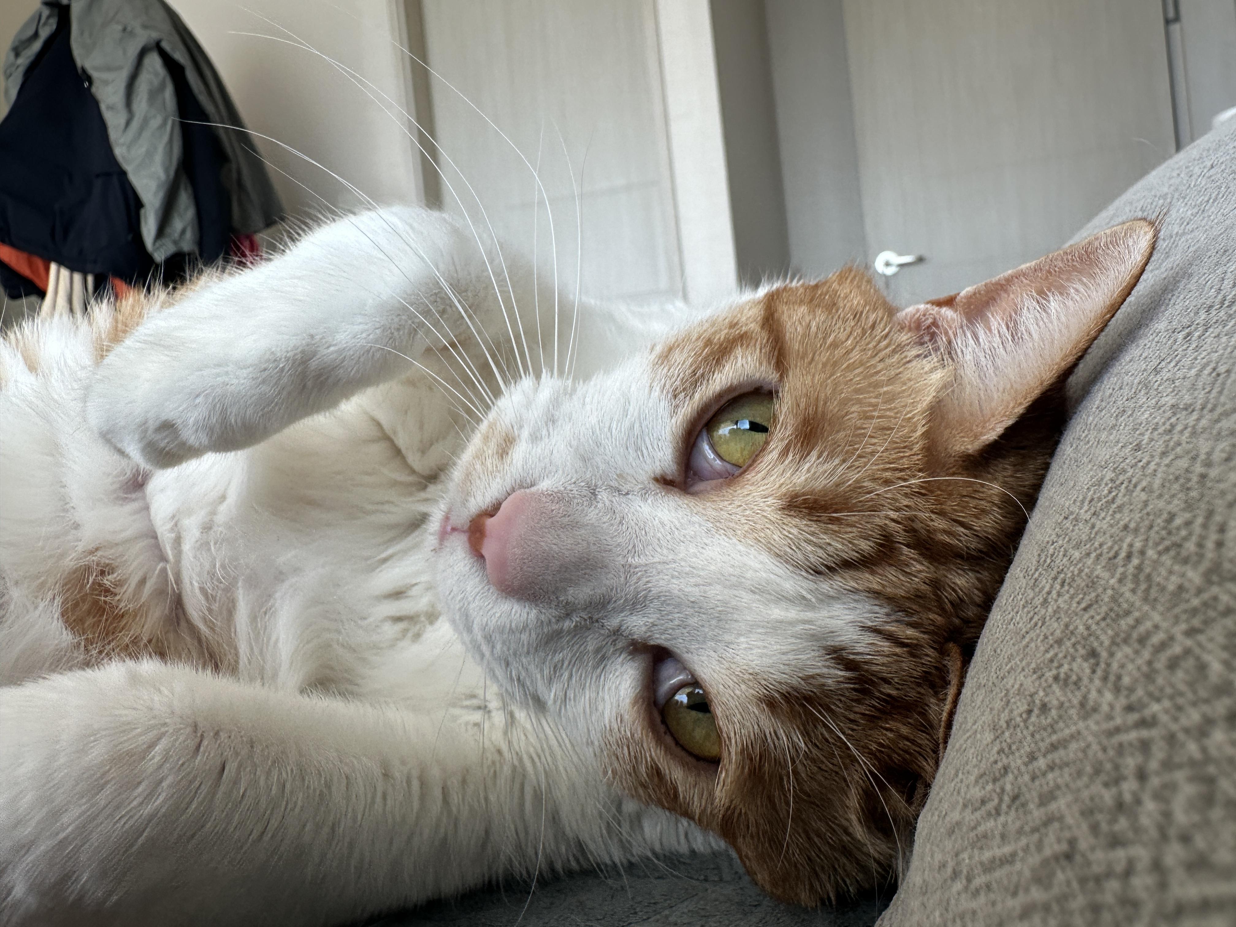 베개 베고 집사랑 마주 보고 자던 막둥이 눈뜨자마자 애교(feat.내 머리맡에 건이)