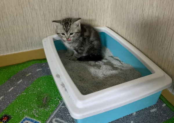 고양이 화장실 모래 선택 기준
