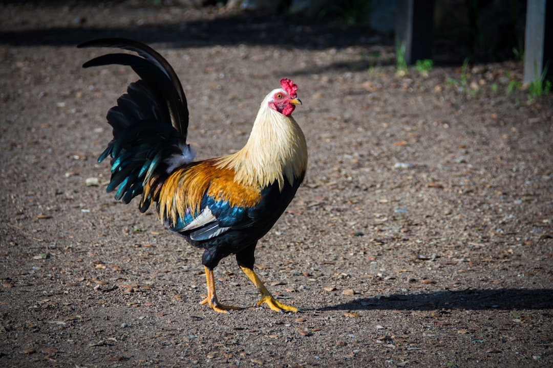 Chicken