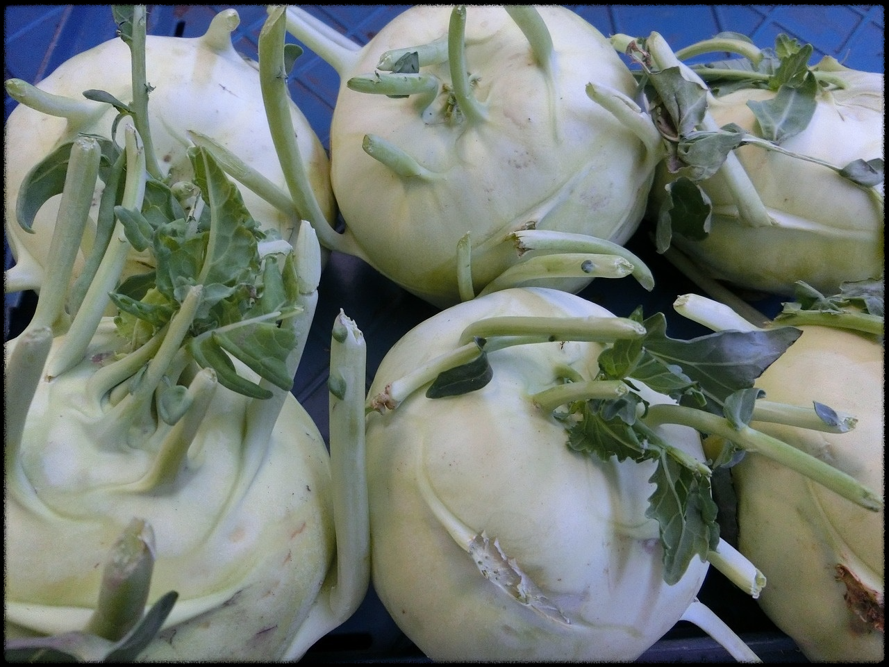 콜라비관련이미지4