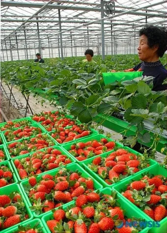 딸기 재배 런너 정리 보온 대책 하우스 관리_6