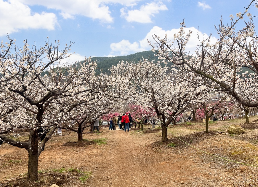 부산 기장 매화원