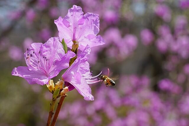 창녕 화왕산 진달래 