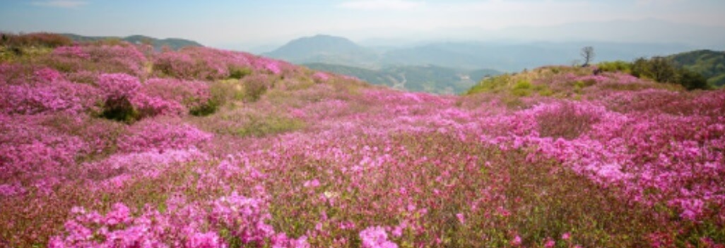 2025 합천 황매산 철쭉제 일정 총정리 및 철쭉 개화현황