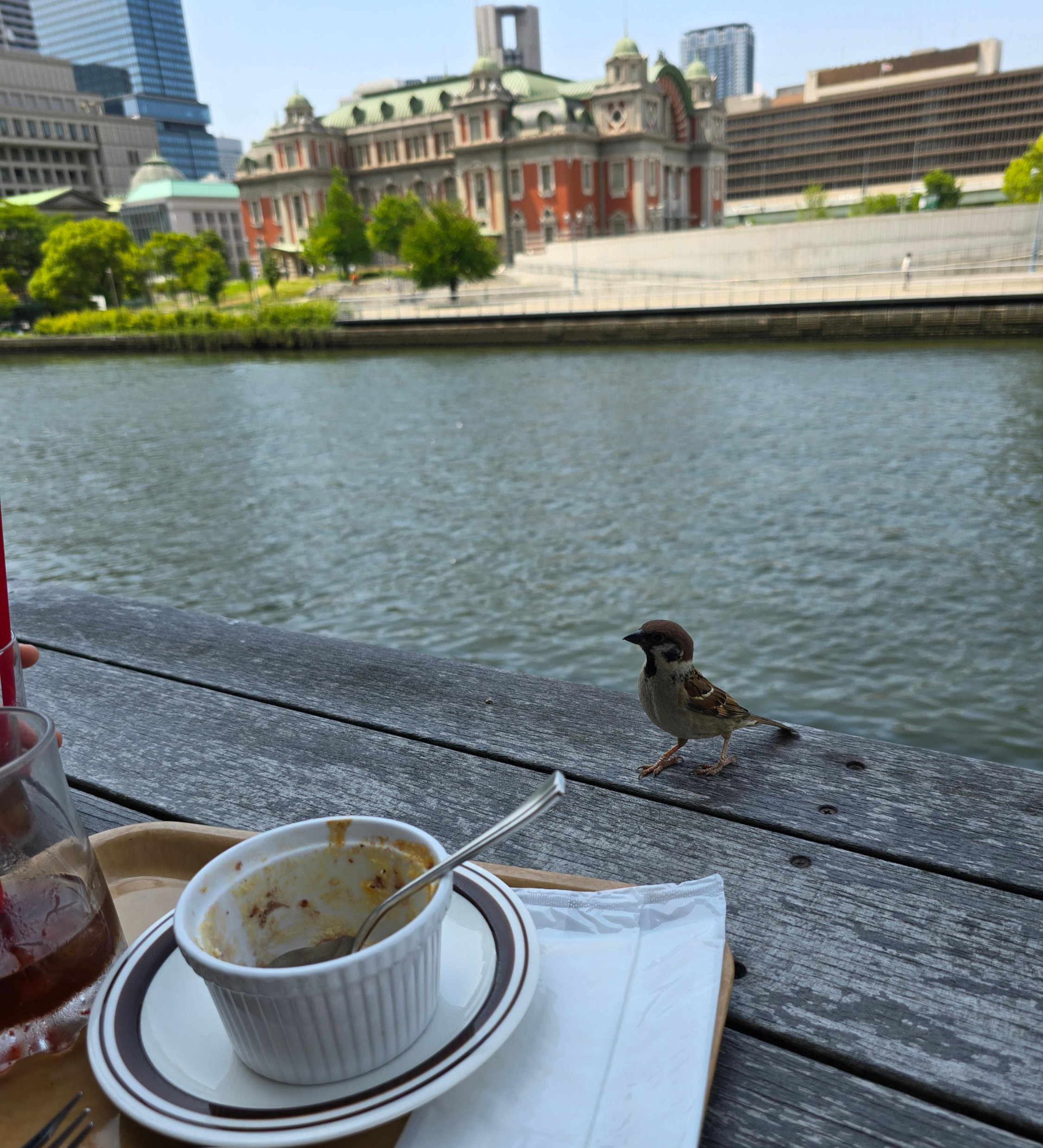 오사카 키타하마 카페 마운트 테라스석에서 빵을 노리는 참새와 강변 풍경, 멀리 보이는 오사카 중앙공회당