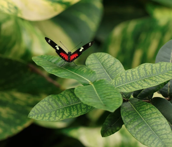 2025 함평 나비대축제