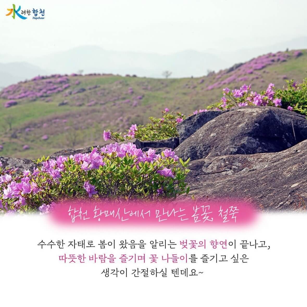 황매산 철쭉축제 기간