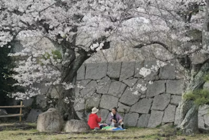 2026 벚꽃 개화 지도 한눈에 보기