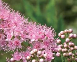 꼬리조팝나무 이미지 사진