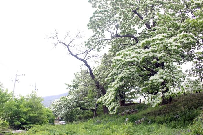 대구 달성 교항리 이팝나무 군락지