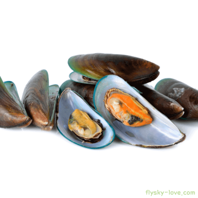 관절건강에 좋은 초록입홍합