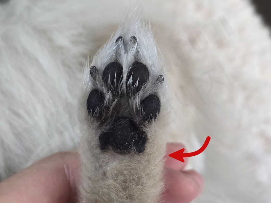 강아지 발바닥 패드 뒤의 털을 다듬은 모습