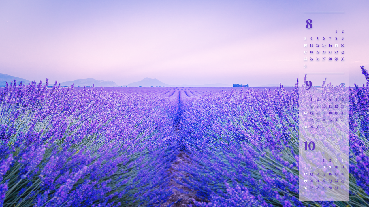 03 라벤더 꽃밭 B - 2025년9월 노트북배경화면