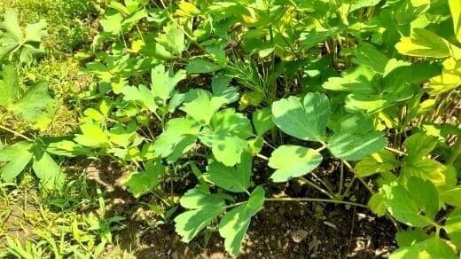 방풍-방풍나물-재배밭-거름주기-밑거름-웃거름-종자-심는방법-파종방법