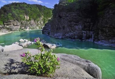 고석정 꽃밭축제 주차장