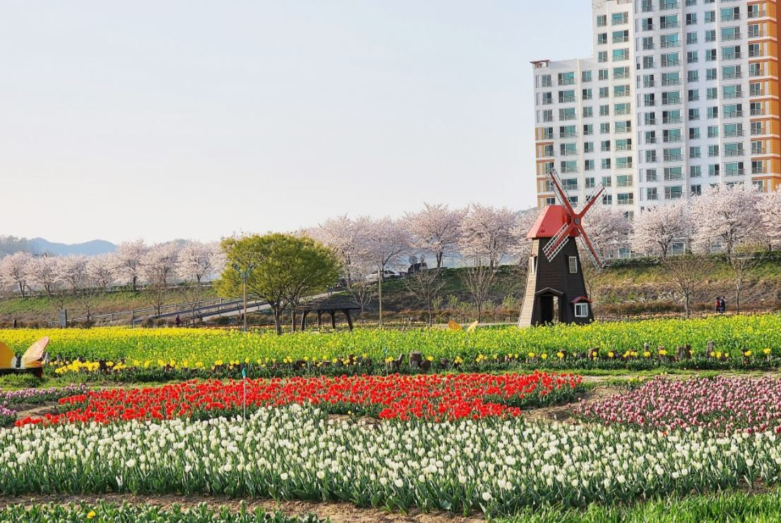 창녕 유채꽃축제.낙동강 유채축제_2023년.행사안내