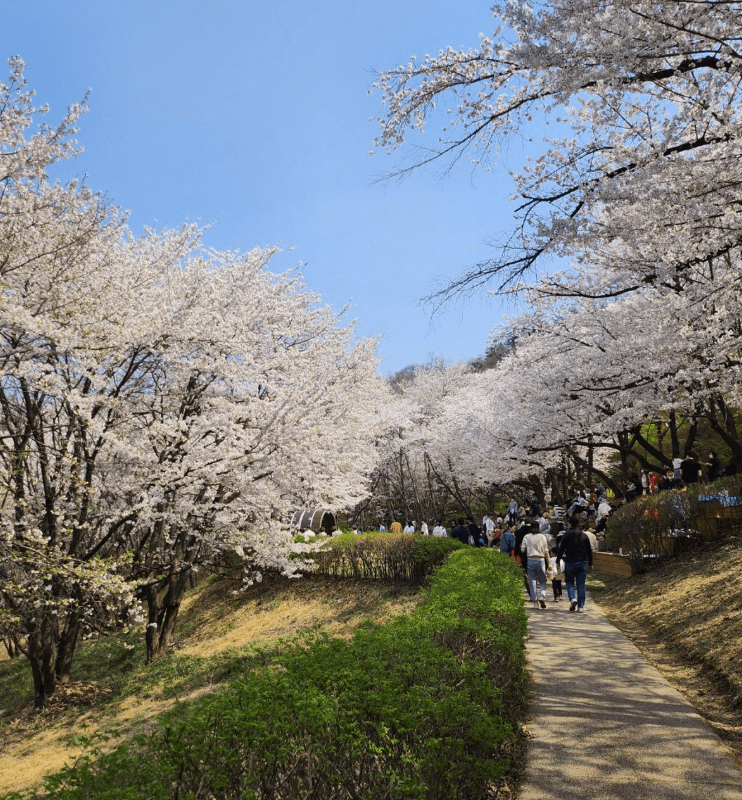 자락길-벚꽃-이미지