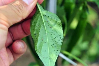 화분 진딧물 퇴치 천연살충 레몬오일 비누물 통풍환경 개선_32