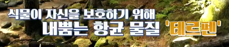 보스웰리아 효능