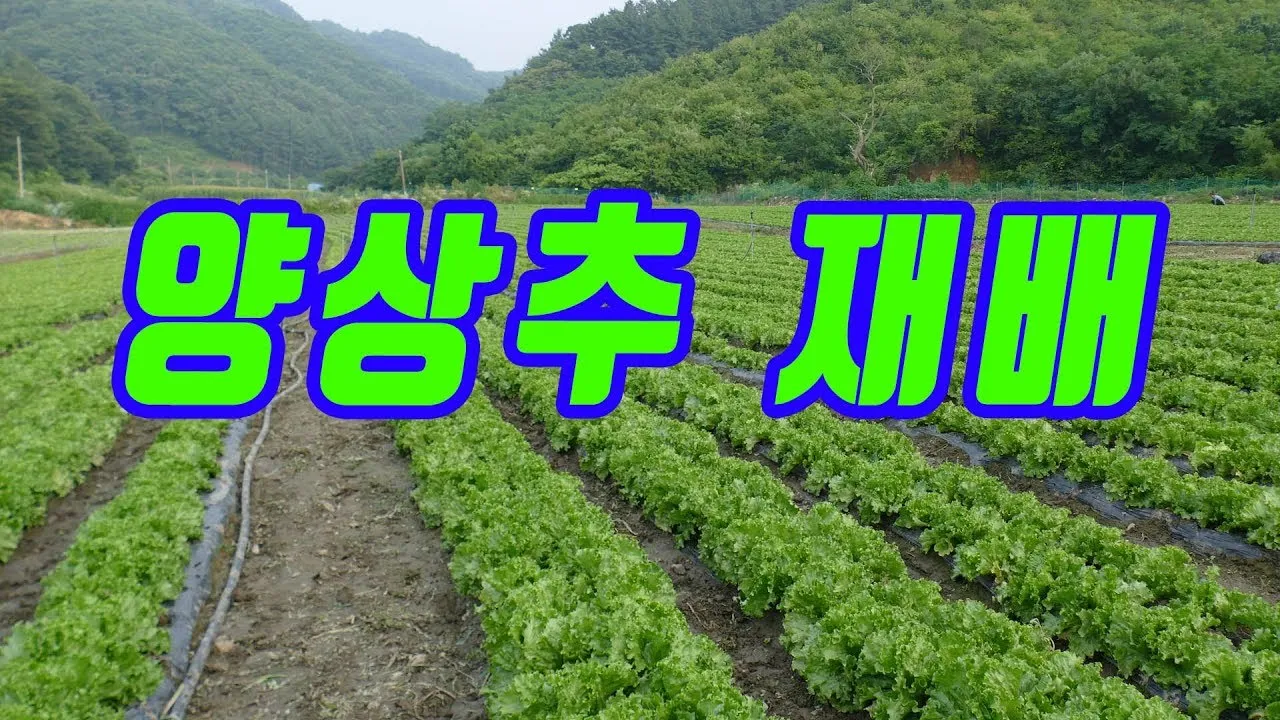 양상추 재배 결구 키우기 파종 시기 물주기 요령_4