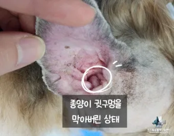 강아지 몸에 혹 악성종양 구분 세포검사 후기 사례집_2